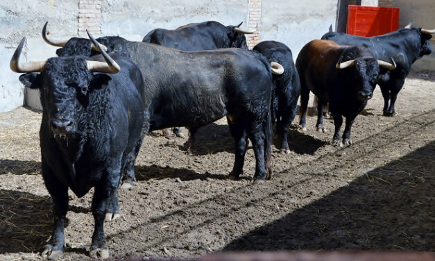 Seis de Sampedro para el mano a mano Paquirri y Cayetano