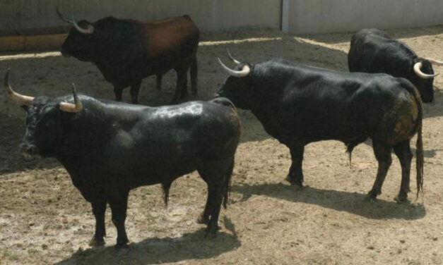Malicioso, el fuenteymbro que abre plaza en Pamplona