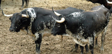 Jandilla y Victoriano del Río llegan a Pamplona