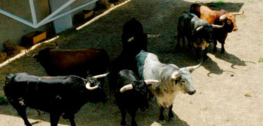 Empleado, el primero de los seis cebadas de Pamplona