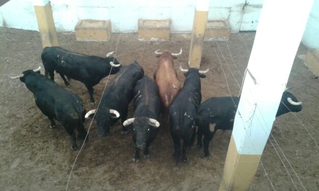 Tuercepies y Gavilán, los toros para Ortega Cano en Benidorm