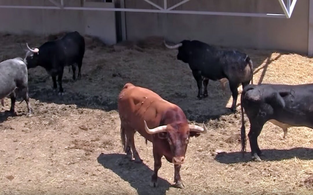 Aperador, de Miura, último toro de los Sanfermines 2016