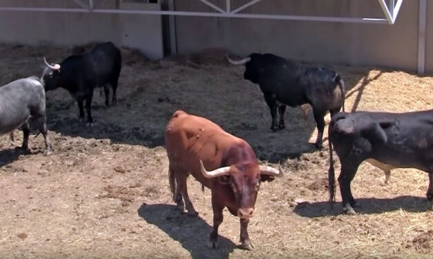 Aperador, de Miura, último toro de los Sanfermines 2016