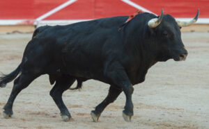 Uno de los toros del encierro de Victoriano del Río.