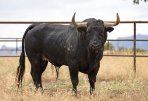 Toro de Victoriano del Río que se lidiará en Valencia.