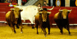 Toros de El Pilar que fueron desencajonados el pasado miércoles en Valencia.