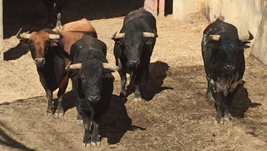 Pelón, de Núñez de Tarifa, abre la tarde en Huesca