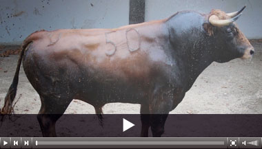 Seis de José Cruz para la novillada de Bilbao