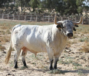 13-Corderito, ensabanado mosqueado botinero y bocinero.