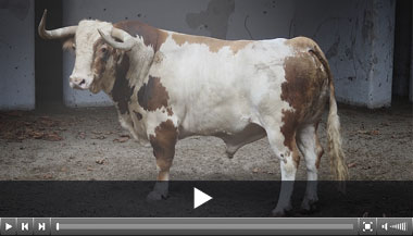 Seis de Alcurrucén para Morante, Urdiales y Marín