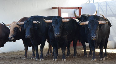 Dos de Luis Terrón y cuatro de Daniel Ruiz para Almería