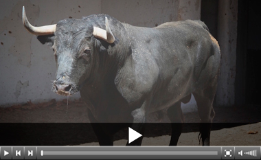 Seis victorinos en el mano a mano Curro Díaz-Paco Ureña en Bilbao
