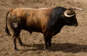 Tortolito, nº 54, de Cuvillo, toro de José Tomás.