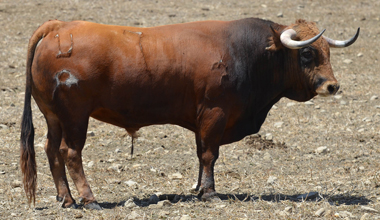 Los cebadas para Villaseca
