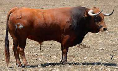 Bramador abre la tarde en Villaseca de la Sagra