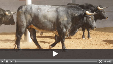 Palmeño, de Flor de Jara, abre el Alfarero de Oro