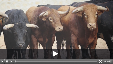 Milagrero de Garcigrande abre la tarde en Salamanca