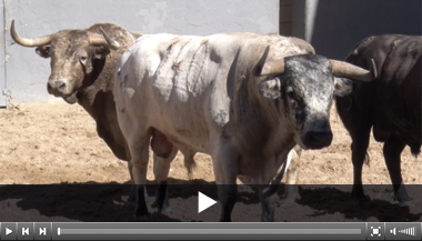 Juan Pedro Domecq remienda la corrida de Cuvillo en Albacete