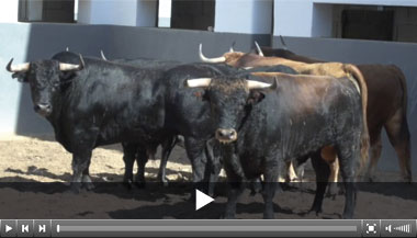 Seis de Guadaira para Albacete