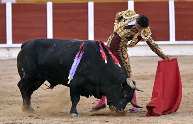 Perera, dos orejas de un toro de José Vázquez de vuelta al ruedo en Guadalajara
