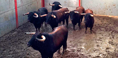 Serios samueles para abrir la Feria de Guadalajara