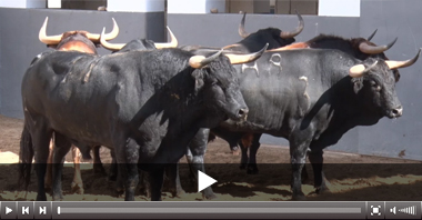 Bullidor, de Daniel Ruiz, cerrará la feria de Albacete