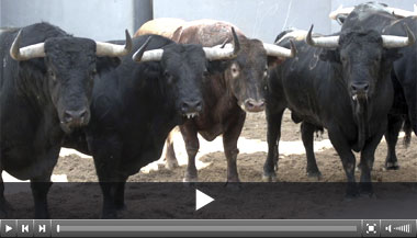 Ángel Sánchez, Garcigrande y Domingo Hernández, hierros para esta tarde en Albacete