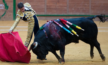 Brillante debut de Alejandro Gardel con un fuenteymbro de vuelta al ruedo en Arnedo