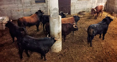 Sorteados los seis novillos de Fuente Ymbro en Arnedo