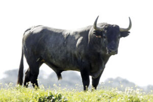 8-Sombrerillo, negro entrepelado.