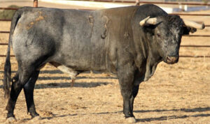 Mecedora, nº 93, cuarto de la tarde.