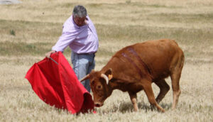 Josele nunca perdió la afición por torear. En la foto, a campo abierto en Conde de Mayalde.