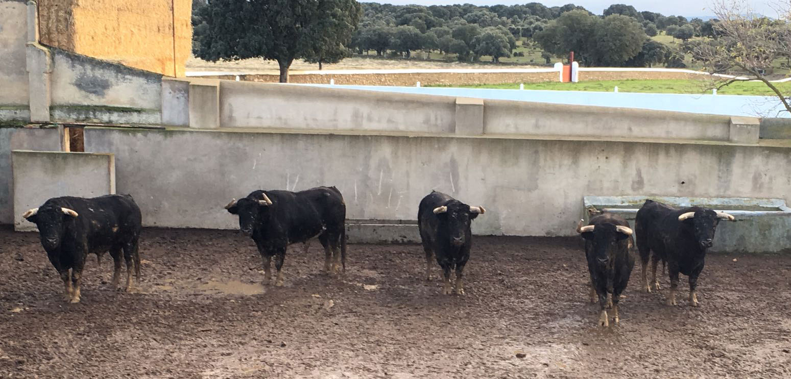 Los toros de García Jiménez ya están en Lima