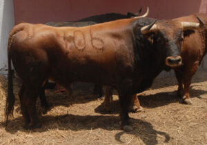 "Alucino", primero del lote de Ponce.