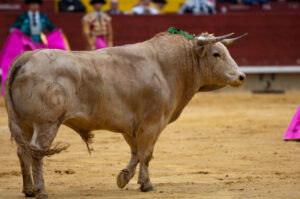 Toro de Fuente Ymbro, en Castellón.