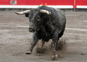 Miura lidió el 21 de agosto de 2011 su última corrida en Bilbao.