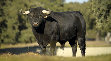 Murube con sello Capea