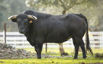 Con paso firme y seguro