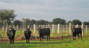 Imagen de los toros en el campo que se lidiarán en Orthez.