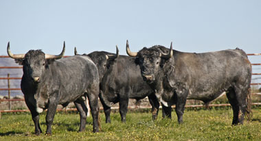 Victorino 2017: Madrid, Sevilla, Bilbao, Beziers, Arnedo...