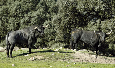 Cárdenos en la cima