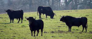 Toros de Camino de Santiago