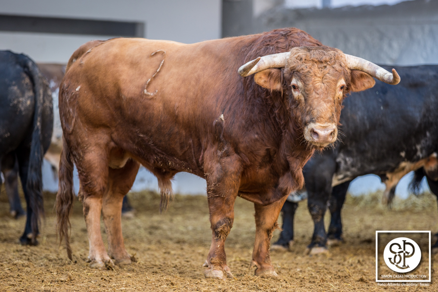 Viernes, 17 de marzo. Toros de Núñez del Cuvillo para la Feria de Fallas 2017.