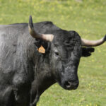 Toros de Adolfo Martín para la feria de Dax 2017