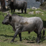 Toros de Adolfo Martín para la feria de Dax 2017
