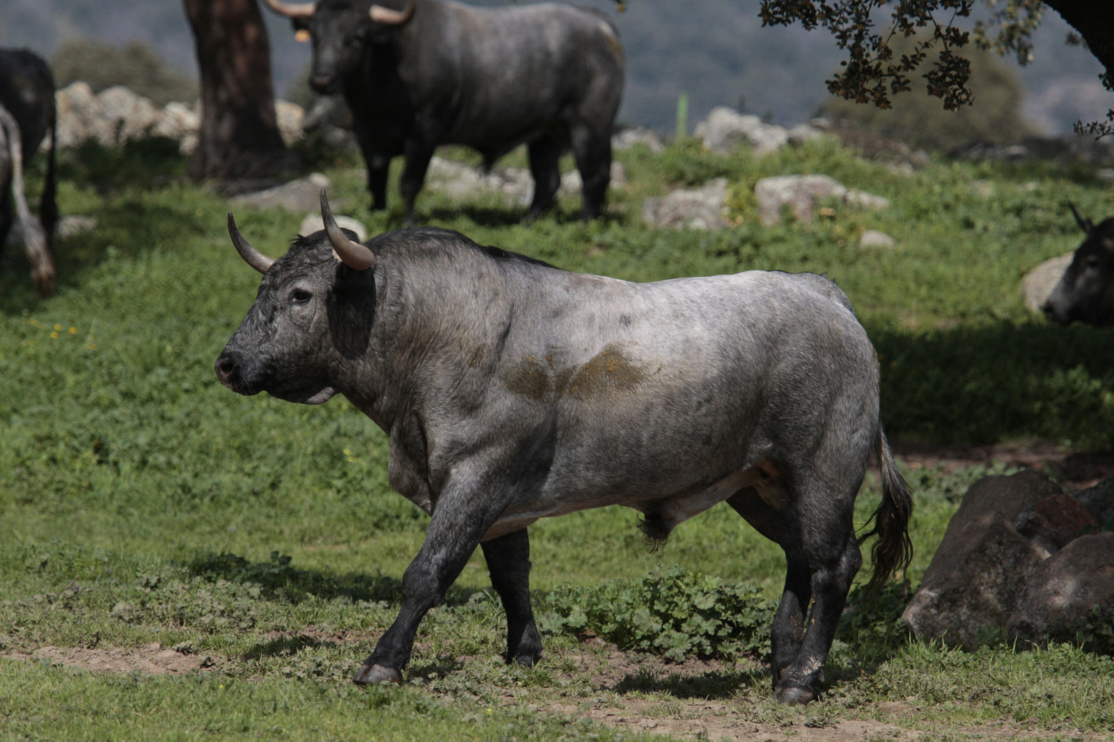 Toros de Adolfo Martín para la feria de Dax 2017