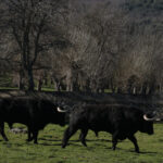 Toros de Puerto de San Lorenzo para la feria de Dax 2017
