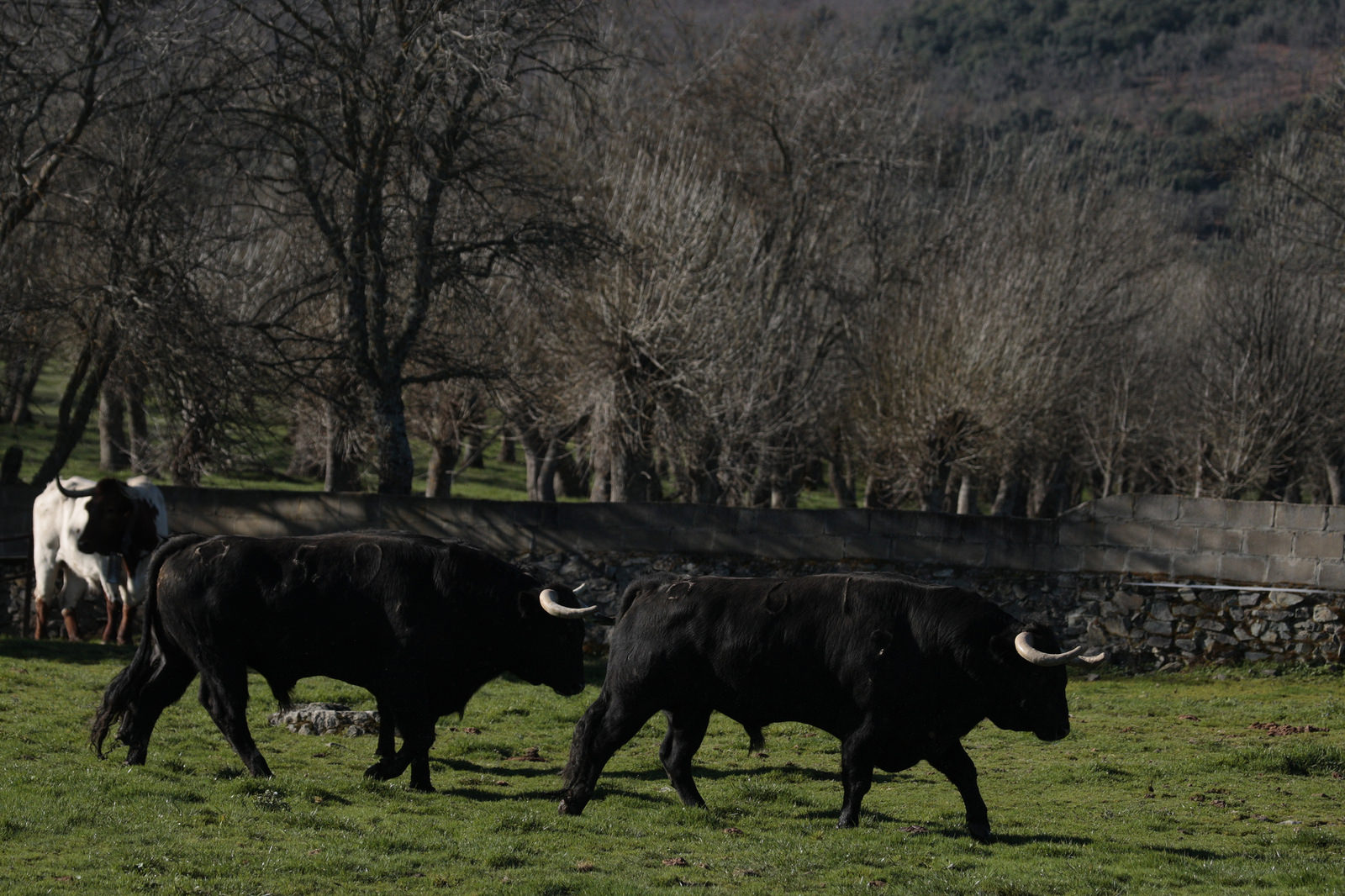 Toros de Puerto de San Lorenzo para la feria de Dax 2017