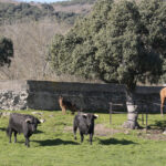 Toros de Puerto de San Lorenzo para la feria de Dax 2017