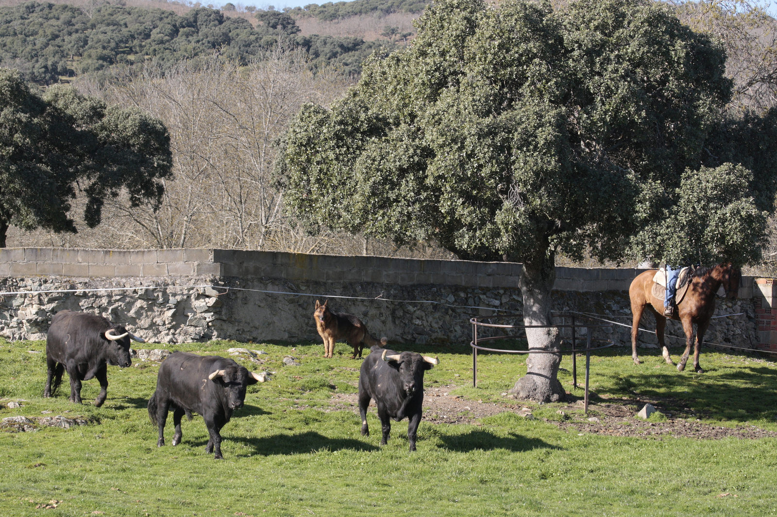 Toros de Puerto de San Lorenzo para la feria de Dax 2017